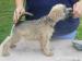 IRISH SOFT COATED WHEATEN TERIER - Prodej