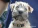IRISH SOFT COATED WHEATEN TERIER - Prodej
