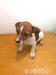 jack russell tetier - Predaj