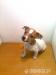 jack russell tetier - Predaj