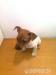 jack russell tetier - Predaj