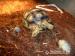 nádherná,vzácná želva ostruhatá + vybavené teráriu - Prodej