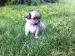 Prodám štěňata čivavy - bez PP - Prodej