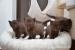 BKH Kitten chocolate - Verkauf