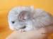 Mláďata činčily – White silver a Standart grey - Prodej