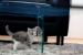 Turecká angora - koťátka - Prodej