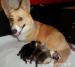 Welsh corgi pembroke - Prodej