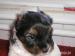 BIEWER Yorkshire terrier bez PP - Prodej