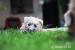 Irish soft coated wheaten terier - Prodej