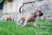 Irish soft coated wheaten terier - Prodej