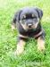 Rottweiler - Prodej