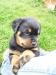 Rottweiler - Prodej