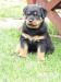 Rottweiler - Prodej