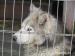 Tedyy, 2- letni malamutek do adopcji - Sprzedaż