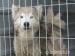 Tedyy, 2- letni malamutek do adopcji - Sprzedaż