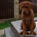 Rhodéský ridgeback s PP - Prodej