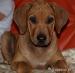Rhodéský ridgeback s PP - Prodej