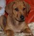Rhodéský ridgeback s PP - Prodej