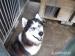 Ariel, młody husky do adopcji - Sprzedaż