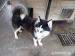 Ariel, młody husky do adopcji - Sprzedaż