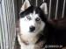 Ariel, młody husky do adopcji - Sprzedaż