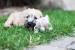 Irish Soft Coated Wheaten Terrier - Prodej