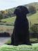 Labrador retriever - čierny psík s PP - Predaj