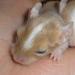 Vzácný pískový osmák degu - mláďata - Prodej