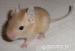 Vzácný pískový osmák degu - mláďata - Prodej