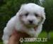 coton de tulear - Prodej
