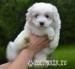 coton de tulear - Prodej