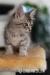 Čistokrevná koťátka turecké angory - Prodej