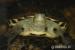 Samček vodnej korytnačky Oscadia Sinensis - Predaj