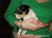 Krásní Štěňátka Jack Russel Terier - Prodej