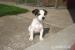 Steniatko Jack Russel Teriar - Predaj