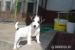 Steniatko Jack Russel Teriar - Predaj