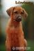Rhodéský ridgeback - štěňata s PP - Prodej