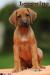 Rhodéský ridgeback - štěňata s PP - Prodej