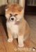** AKITA INU - akita japońska - szczenięta **  - Sprzedaż