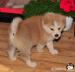 ** AKITA INU - akita japońska - szczenięta **  - Sprzedaż
