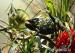 chameleon jemenský (chameleo calyptratus) - Prodej