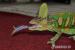 chameleon jemenský (chameleo calyptratus) - Prodej