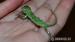 chameleon jemenský (chameleo calyptratus) - Predaj