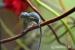 chameleon jemenský (chameleo calyptratus) - Prodej