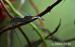 chameleon jemenský (chameleo calyptratus) - Prodej