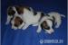 Jack Russell Teriér - nádherná štěňátka - Prodej
