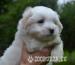 coton d tulear - Prodej