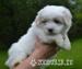 coton d tulear - Prodej