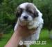 coton d tulear - Prodej