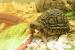 Suchozemská želva pardálí (leopardí) - Prodej